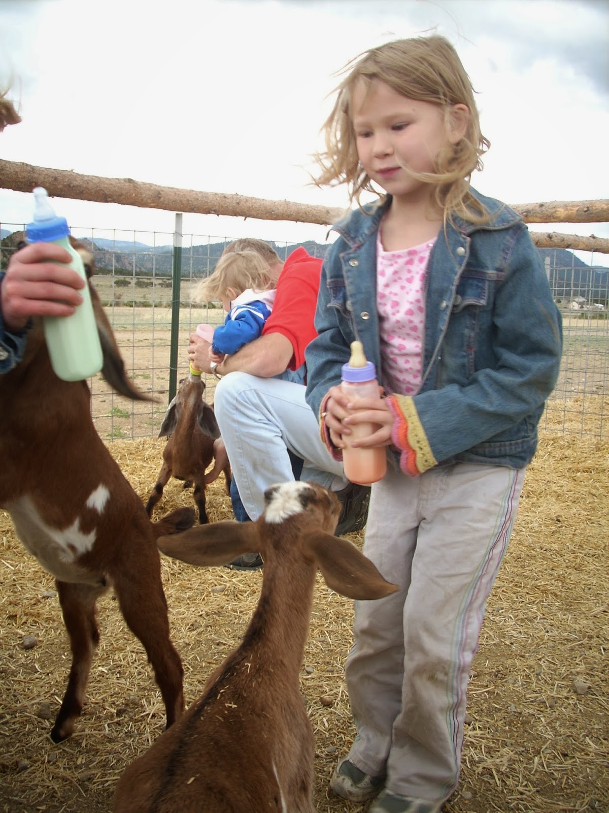 Explore Colorado Jumpin Good Goat Dairy Farm Buean Vista Colorado A