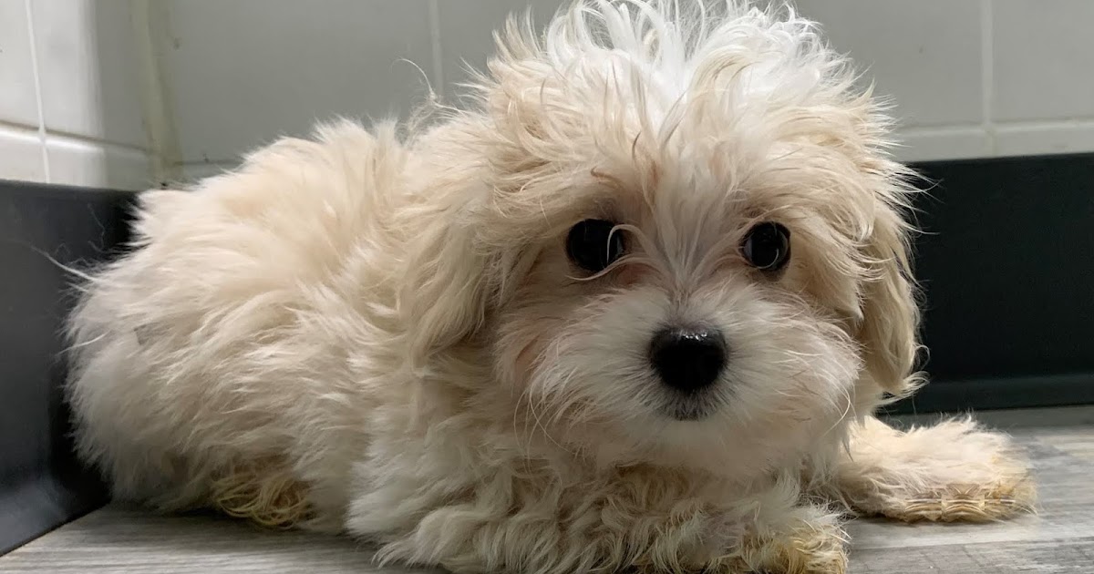 B & C Kennels Maltese & Maltipoo