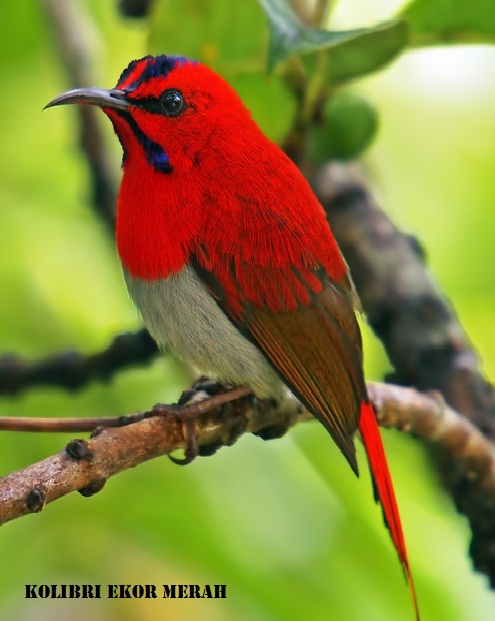 Mengenal 3 Jenis Kolibri Merah Atau Sepah Raja Berbagi Ilmu