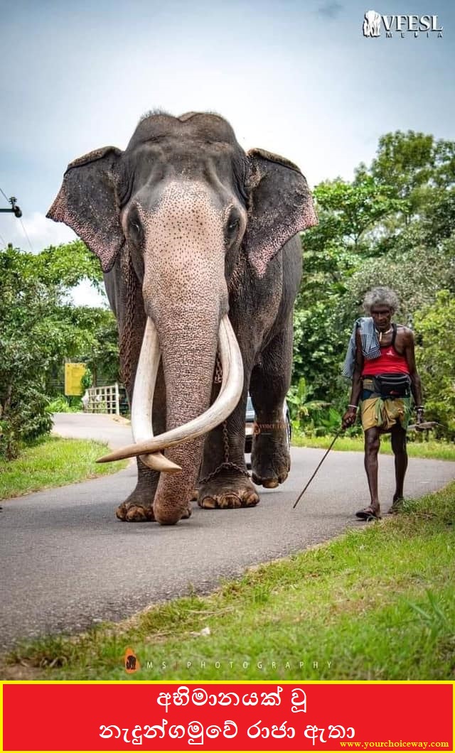 අභිමානයක් වූ - නැදුන්ගමුවේ රාජා ඇතා 🐘🐘🙏 (Nadungamuwe Raja Atha) - Your Choice Way