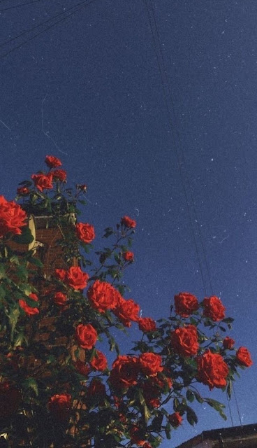 Rose Flowers Aesthetic Wallpaper