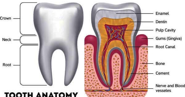 TOOTH ANATOMY - Dentistry