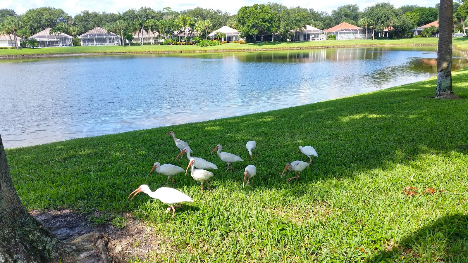 Oaks East in Palm Beach Gardens A Few of My Oaks East Photos