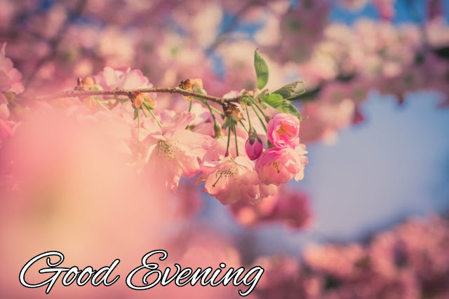 good evening flowers good evening flowers