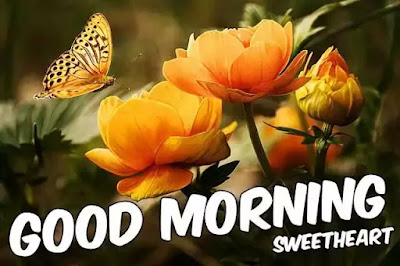 Good Morning Images Good Morning Images