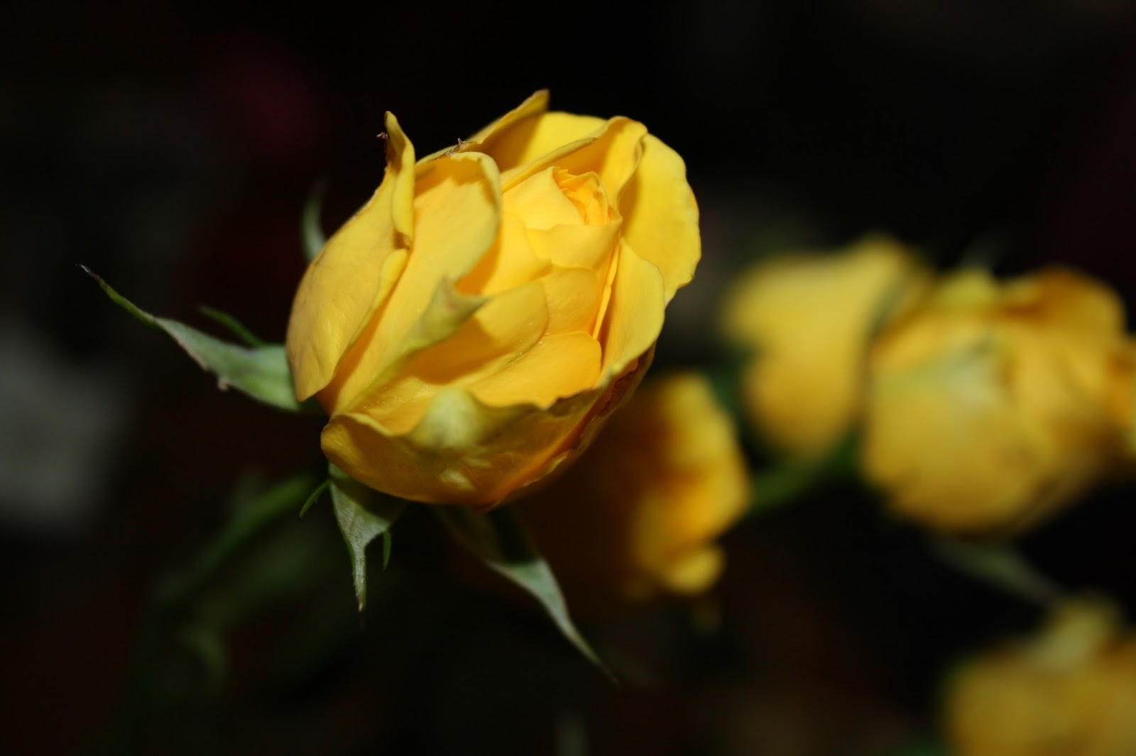 Proverbs 31 Living: God's Giving