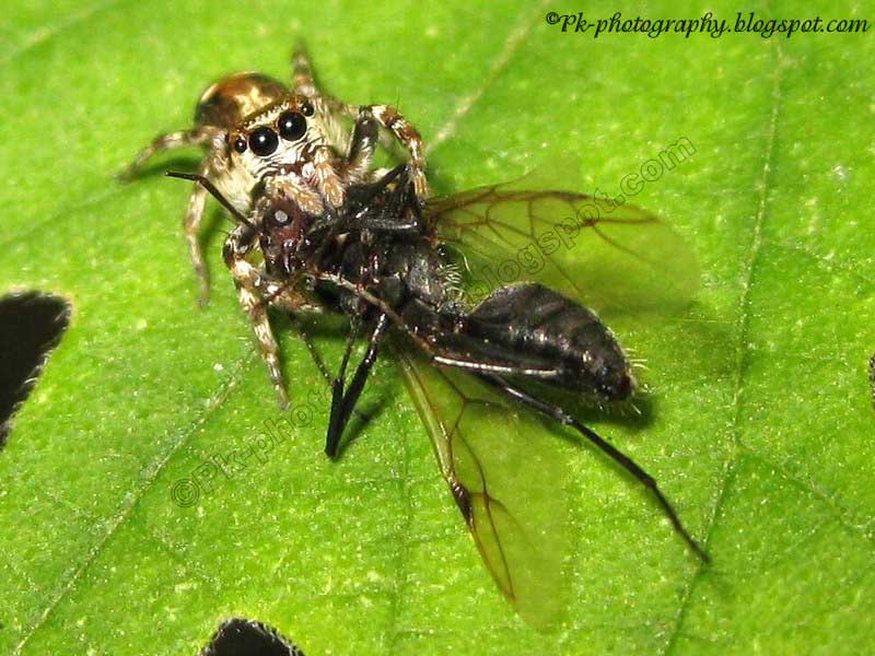 What Do Spiders Eat? Nature, Cultural, and Travel Photography Blog
