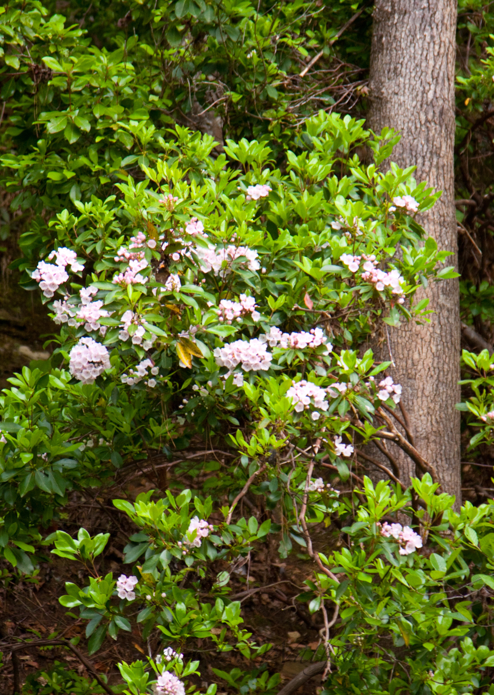 Mountain Laurel Shrub Varieties