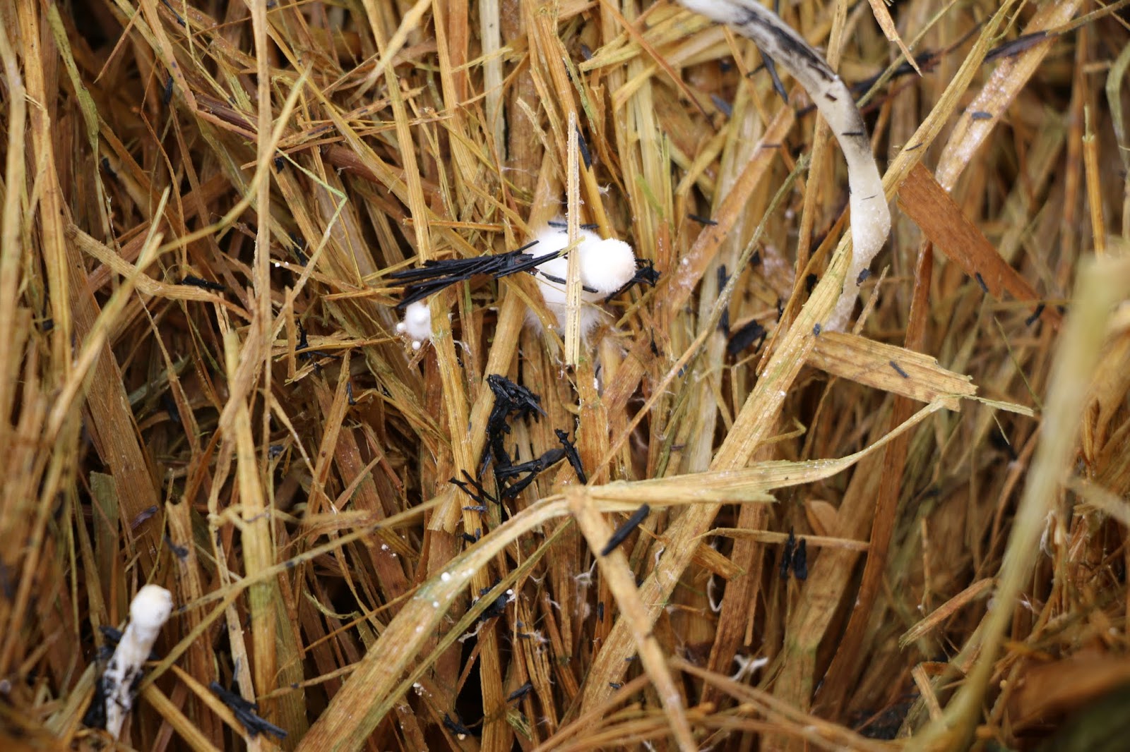 Jamur Merang Jamur Jerami Sawah