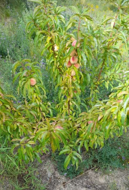 Viele Pfirsichbäume kommen aus Mendoza Argentinien