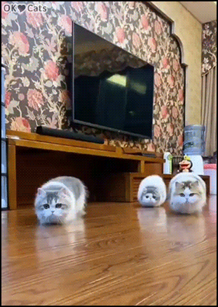 Amazing Cat GIF • That awkward moment when you realize that your 3 cats are plotting to kill you! [cat-gifs.com]