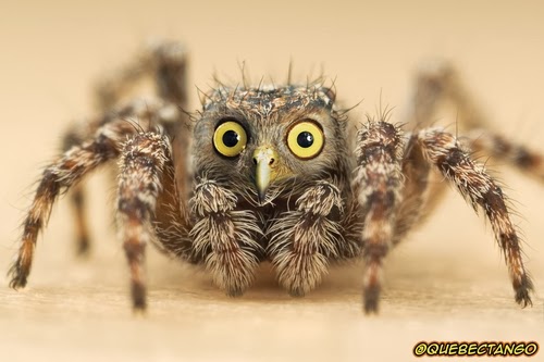 16-Owl-and-Spider-a-Spowl-Graphics-Designer-Digital-Taxidermist-Animangler-www-designstack-co