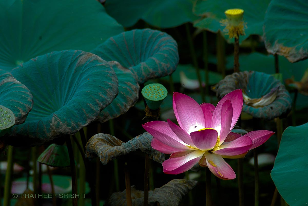 Shining LOTUS srishti photos