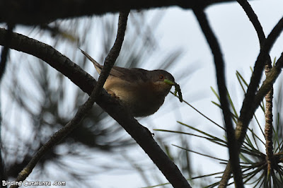 Tallarol de garriga (Sylvia cantillans)