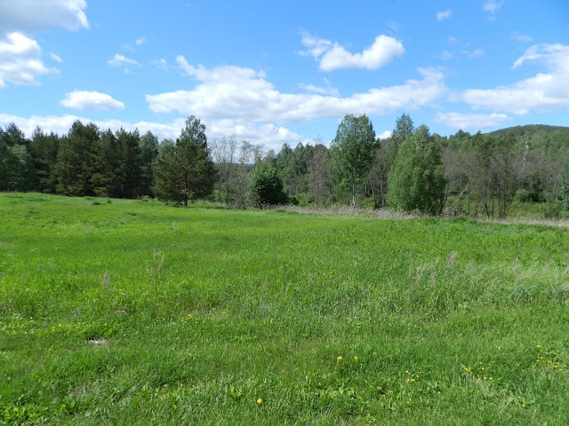 Кусты по берегу реки Кыштым