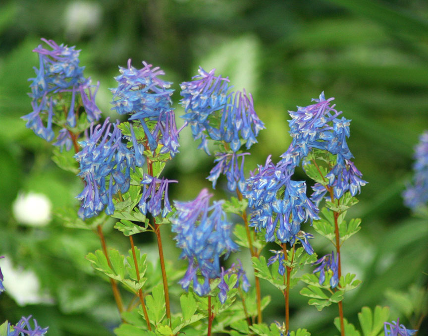 Baldwin Nurseries Perennials, shrubs, trees for Nova Scotia Gardeners