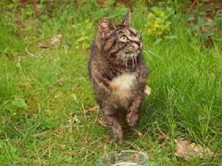 Cara Praktis Mengusir Kucing Liar Dari Dalam dan Pekarangan Rumah cara mengatasi kucing yang sering buang air