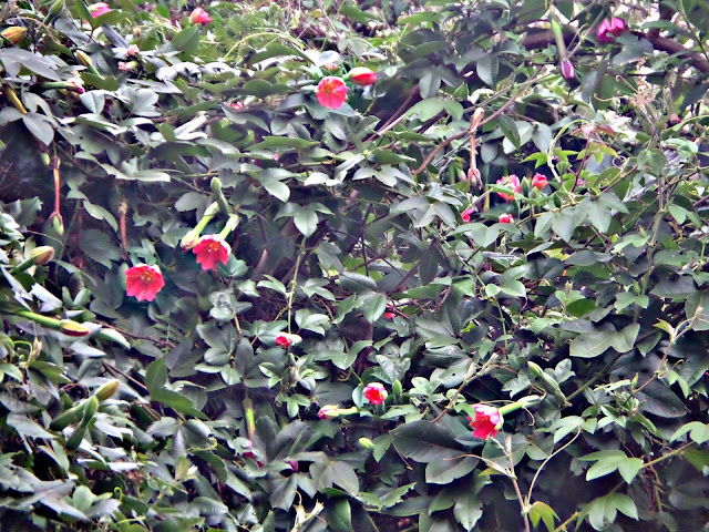 TIMOTES - MÉRIDA, Venezuela, tierra de encantos naturales – Parte 1