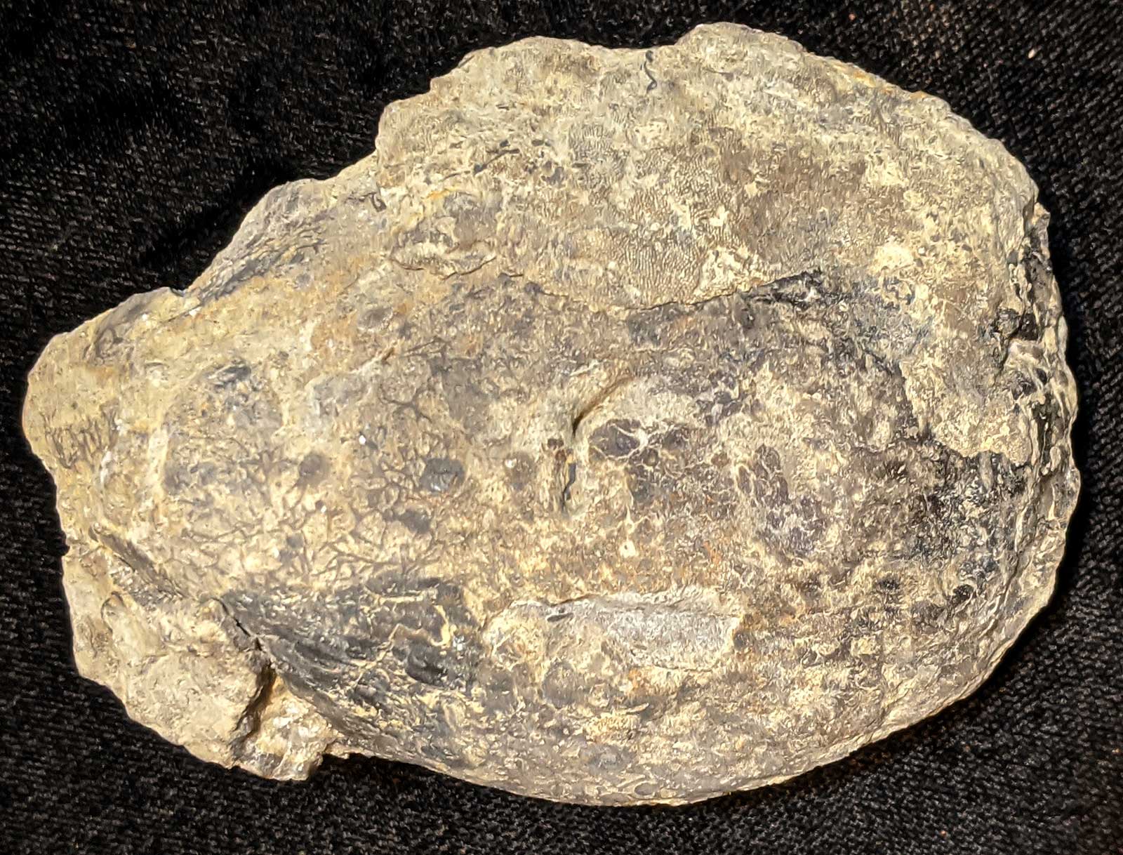 Louisville Fossils and Beyond Cast of Large Ambonychia Clam Fossil