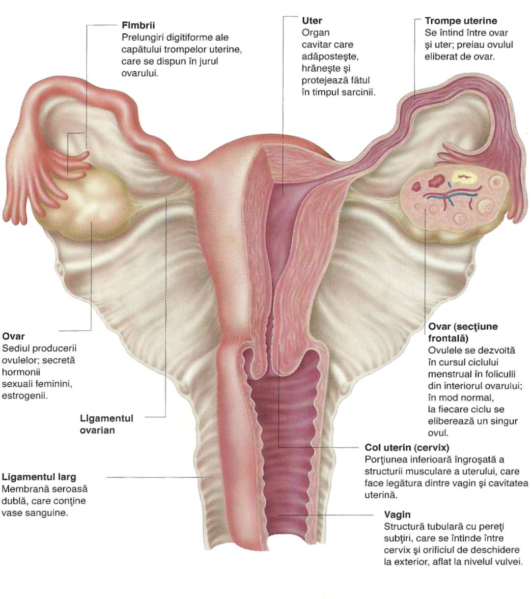 organele genitale feminine și penisul)