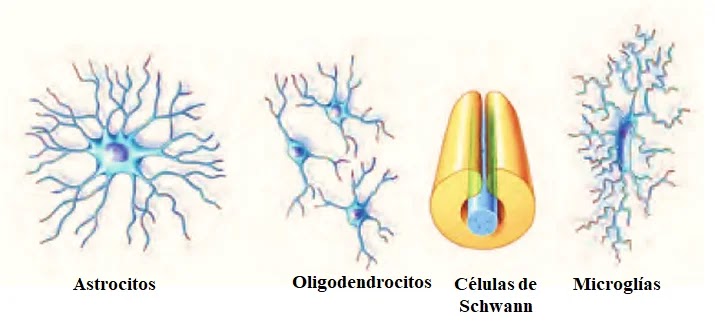 Taller las neuronas y sus funciones