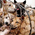 Nagaland dog meat: Animal rights groups hail ban as 'major turning point'