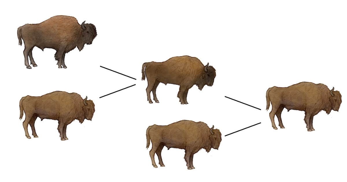 European Bison Vs American Bison
