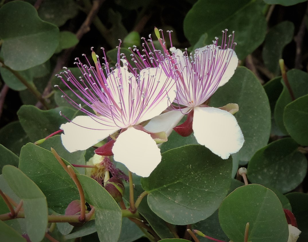 Dun Giljan's Blog Flowers from Malta part 4