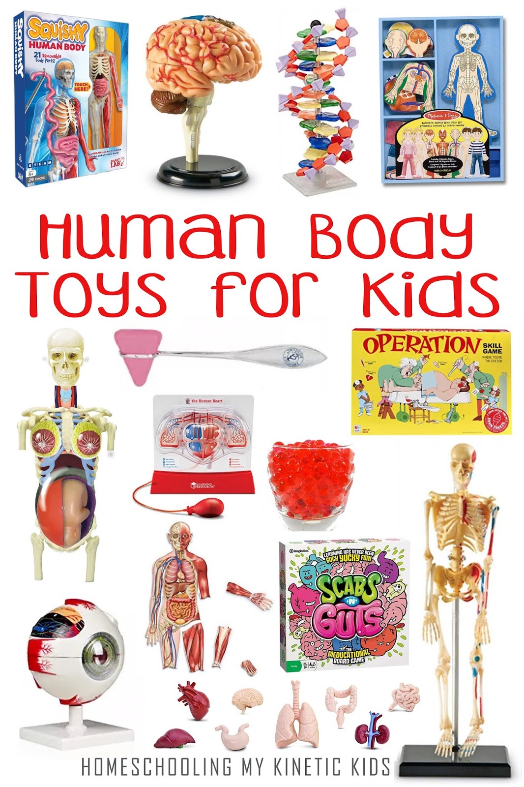 human body learning toys