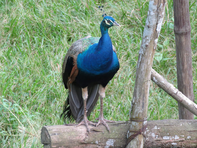 Bangabandhu Safari Park