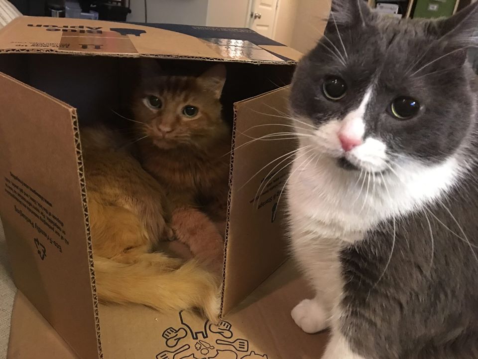 Ciri ciri Kucing Cacingan Parah dan Cara Mengobatinya - blacan.com