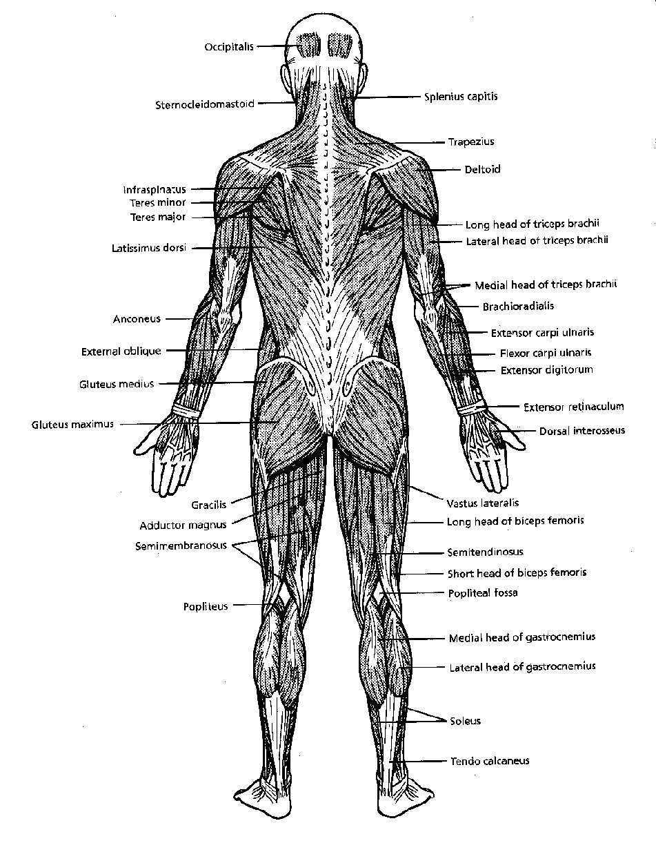 Muscle System Exploded Diagram 20