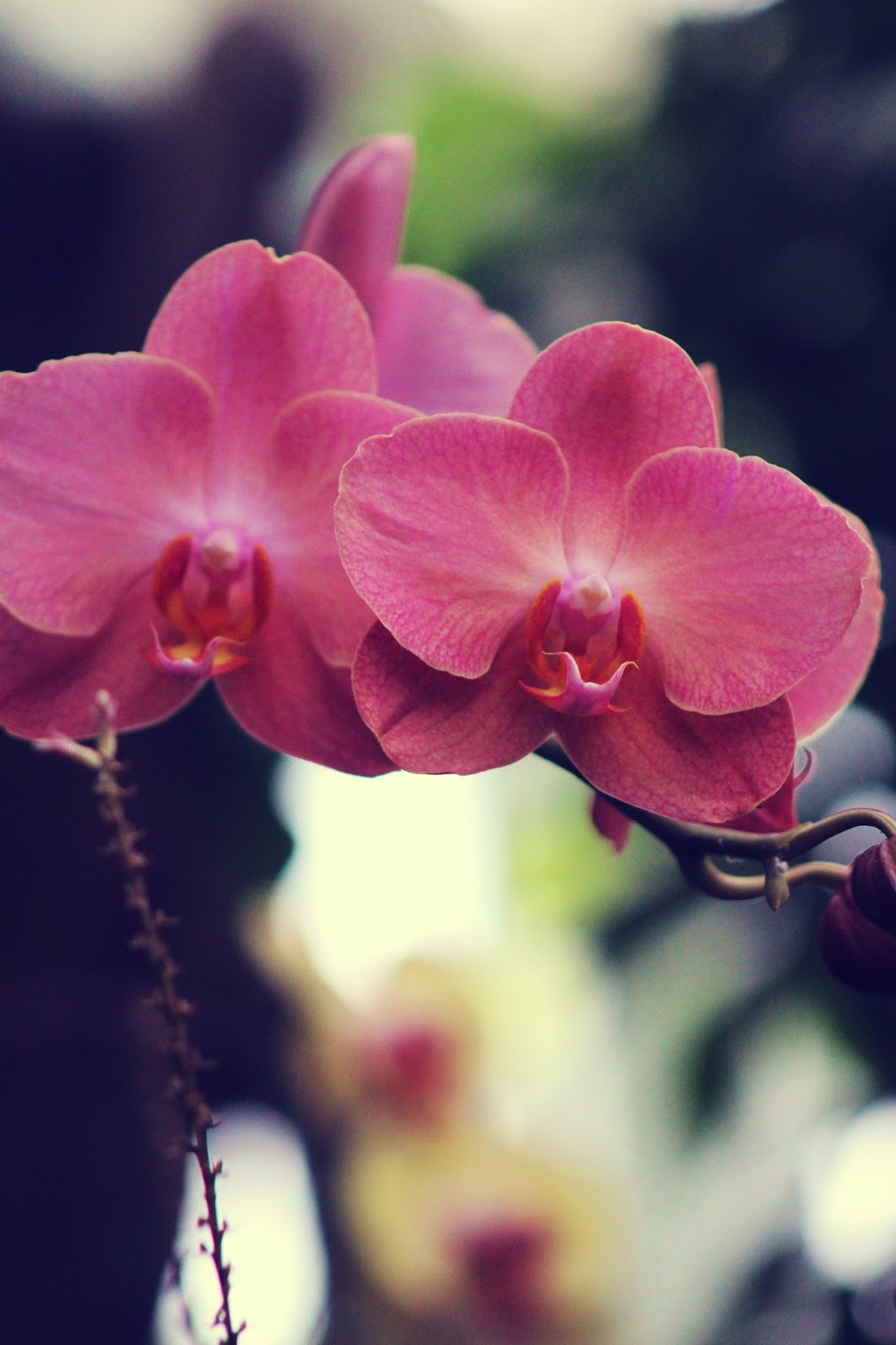 Photo Shoot Orchids!