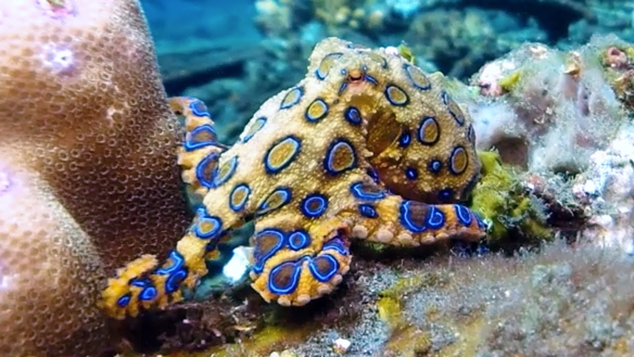Venomous Blueringed octopus sting, size, diet habitat and facts