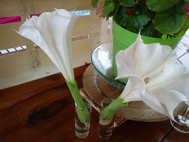 Flores blancas en vaso de chupito para decorar