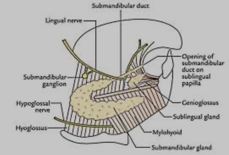 Head And Neck Anatomy Submandibular Salivary Gland