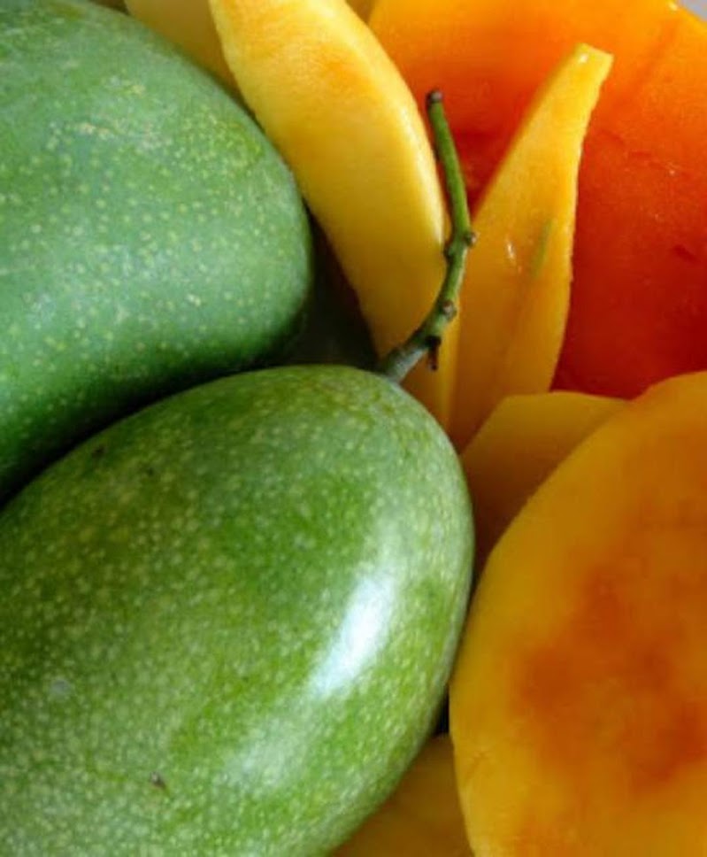 Bibit mangga manalagi Kalimantan Tengah