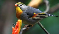 Burung Robin asal Amerika