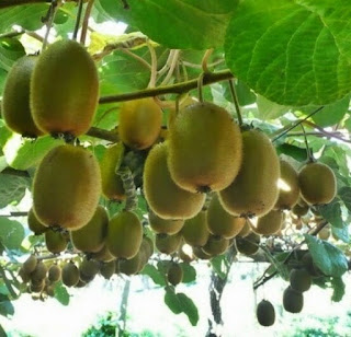 8 Manfaat buah kiwi