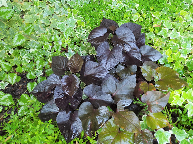 Ipomea o batata ornamental (Ipomoea batatas var. "Blackie").