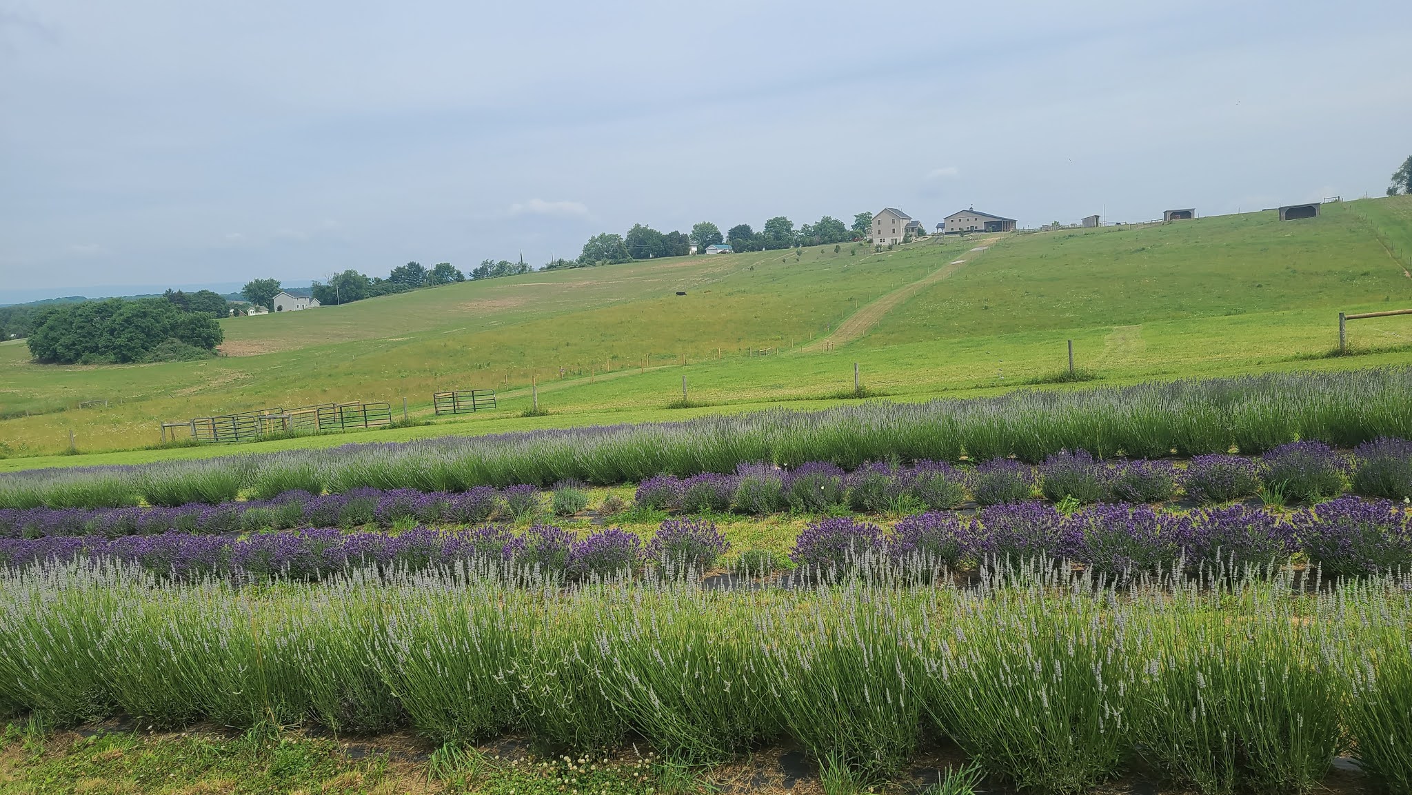 Valley Girl Views Picking Lavender At Mountain View near Watsontown