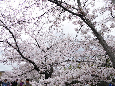 交野市・妙見河原の桜