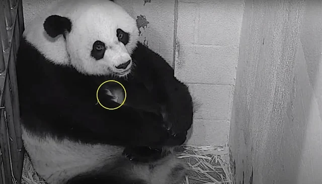 Nacimiento de oso panda VIDEO - Giant Panda Mei Xiang - Giant Panda Mei Xiang
