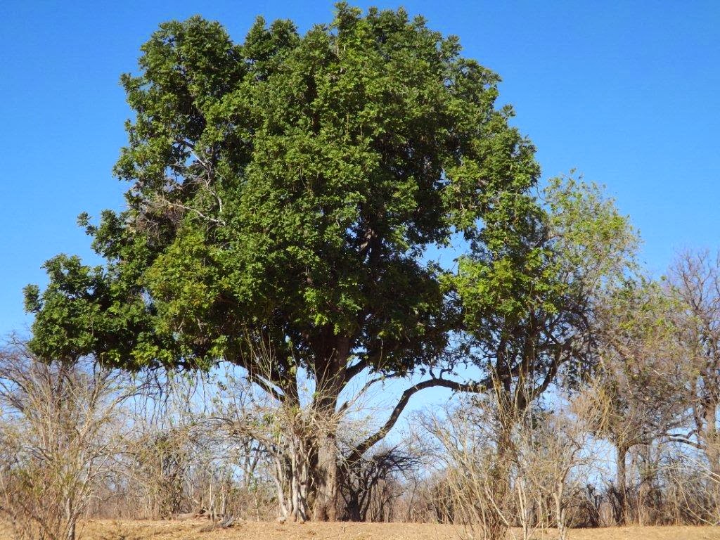Hwange Poisonous trees