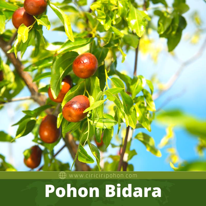 Bibit Pohon Bidara