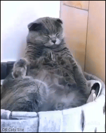 Creepy Cat GIF • OMG! Cat trying not to fall asleep but suddenly his head goes back Creepy Cat GIF • OMG! Cat trying not to fall asleep but suddenly his head goes back