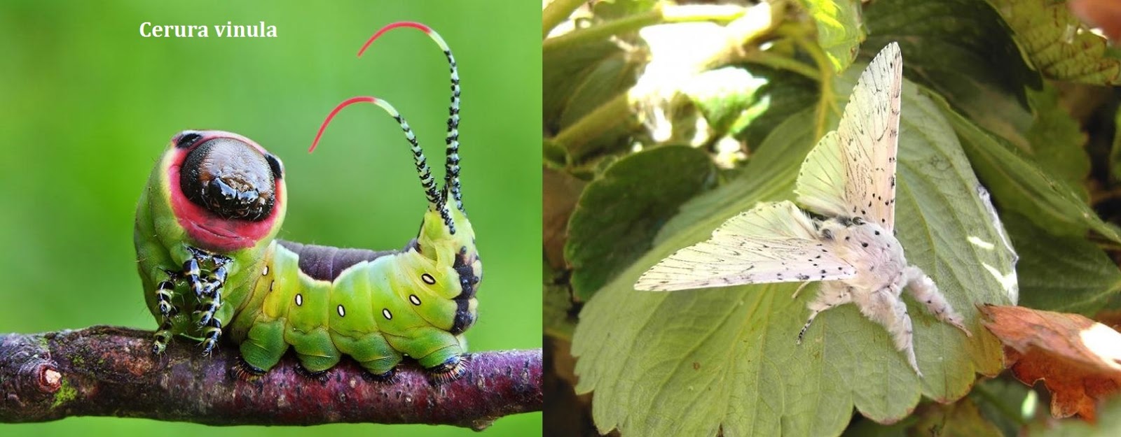 BIBOCA AMBIENTAL TODA LAGARTA VIRA BORBOLETA... OU MARIPOSA BIBOCA AMBIENTAL TODA LAGARTA VIRA BORBOLETA... OU MARIPOSA