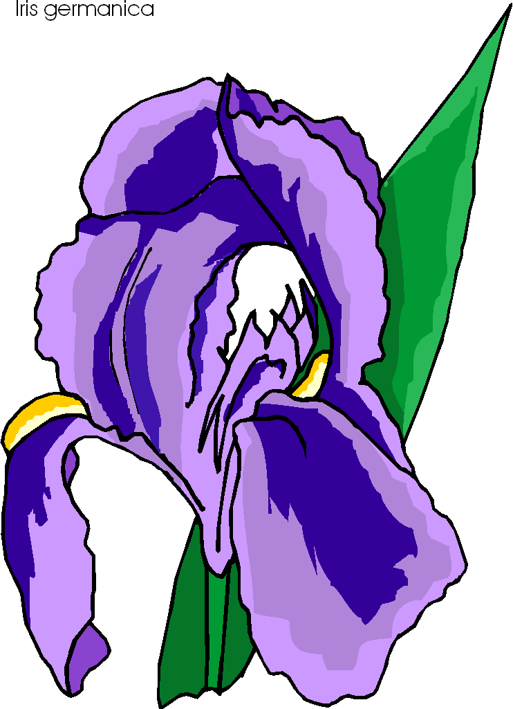 free iris flower clipart - photo #10