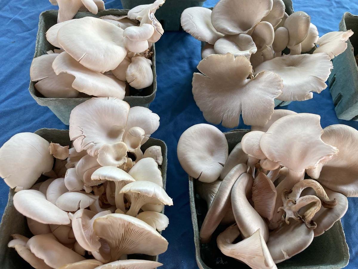 Oyster mushroom for sale Oyster mushroom store Biobritte mushroom