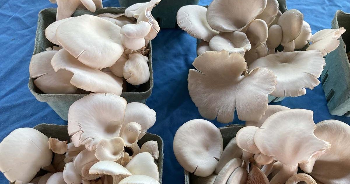 Oyster mushroom for sale Oyster mushroom store Biobritte mushroom